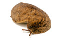 Laevicaulis sp. Nigeria adult